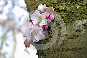 Pink cherry flowers bloom on the trunk of an old tree.