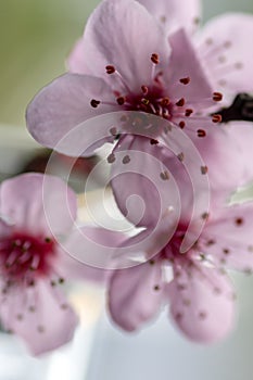 Pink cherry flowers blooming with branch on a green background