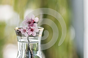 Pink cherry flowers blooming with branch in a small glass