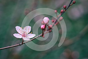 Pink cherry flowers and buds close-up