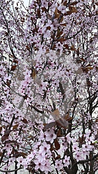 Pink cherry flowers on the tree