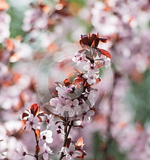 Pink cherry plum blossom, purple-leaf tree, Prunus cerasifera nigra, detail, branch, blossoms, tree, Turkish cherry