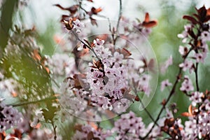 Pink cherry plum blossom, purple-leaf tree, Prunus cerasifera nigra, detail, branch, blossoms, tree, Turkish cherry