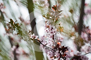 Pink cherry plum blossom, purple-leaf tree, Prunus cerasifera nigra, detail, branch, blossoms, tree, Turkish cherry