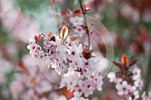 Pink cherry plum blossom, purple-leaf tree, Prunus cerasifera nigra, detail, branch, blossoms, tree, Turkish cherry