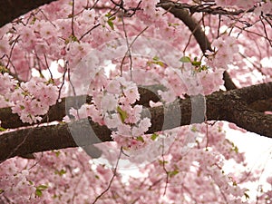 Pink cherry on sky background in spring