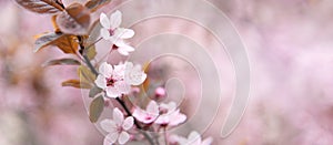 Pink cherry tree bloom flowers, spring of sakura tree twigs.