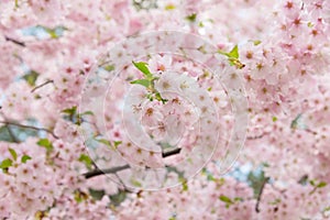 Pink cherry tree bloom flowers, spring of sakura tree twigs.