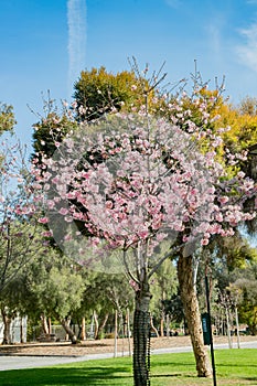 Pink cherry tree blossom