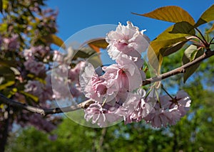 Pink cherry tree blossom against blue sky