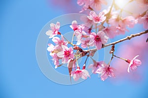 Pink cherry tree blossom flowers blooming in spring, easter time against a natural sunny blurred garden banner background of blue,