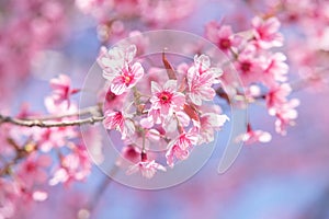 Pink cherry tree blossom flowers blooming in spring, easter time against a natural sunny blurred garden banner background of blue