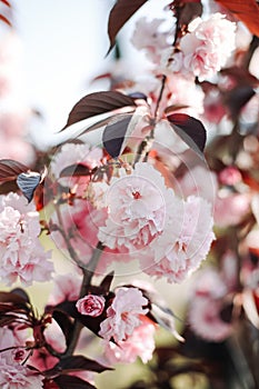 Pink cherry tree blossom flowers blooming in spring  Easter time and Mothers day