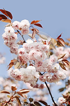 Pink cherry tree blossom flowers blooming in spring, Easter time and Mothers day.