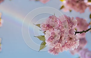 Pink cherry tree blossom flowers blooming in spring or Sakura flower as Rainbow scene background in the nature garden