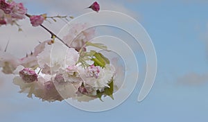 Pink cherry tree blossom flowers blooming in spring or Sakura flower in the nature garden against blue sky background