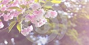 Pink cherry tree blossom flowers blooming in spring or Sakura flower in the nature garden on bokeh background