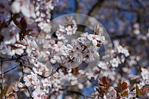 Pink Cherry Tree Blossoms. Beautiful Spring Floral Background.