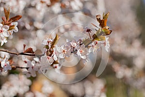 Pink Cherry Tree Blossoms. Beautiful Spring Floral Background.