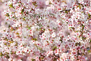 Pink cherry tree blossoms in spring