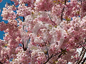 pink cherry tree branch background .