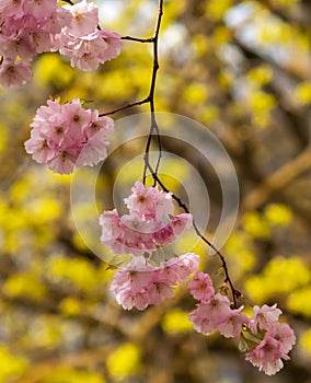 pink cherry tree branch at spring .