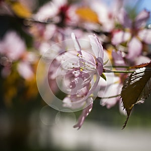 Pink Cherry Tree Flowers