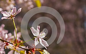 Pink Cherry Tree Flowers