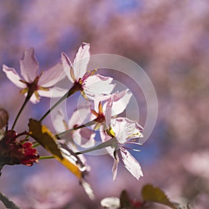 Pink Cherry Tree Flowers