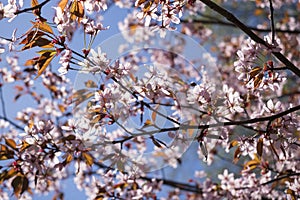 Pink Cherry Tree Flowers