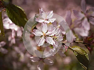 Pink Cherry Tree Flowers