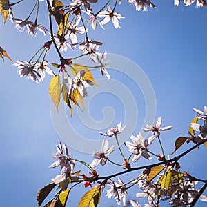 Pink Cherry Tree Flowers