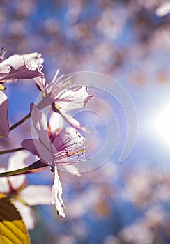 Pink Cherry Tree Flowers