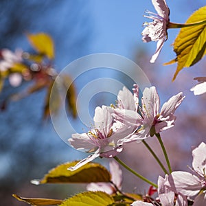 Pink Cherry Tree Flowers