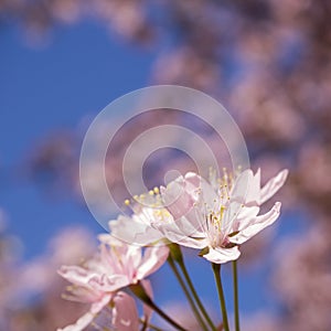 Pink Cherry Tree Flowers