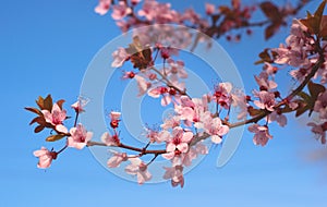 Pink cherry tree flowers in the springtime. Close up