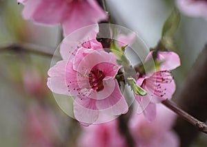 Pink Cherry Trees are in bloom along a mountainous road.