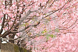 Pink Cherry trees with full of blossoms in a row on a dike at Taiwan. nature flower