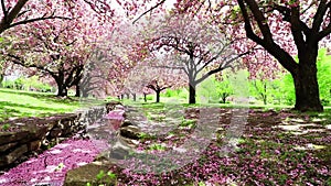Pink Cherry trees sway in a gentle breeze over a stone canal