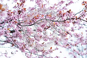 Pink cherry wildly blooms in the garden in April.