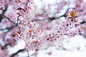 Pink cherry wildly blooms in the garden in April.