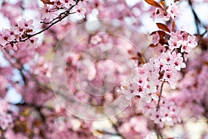 Pink cherry wildly blooms in the garden in April.