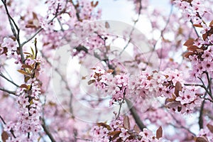 Pink cherry wildly blooms in the garden in April.