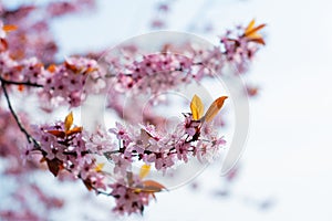 Pink cherry wildly blooms in the garden in April.