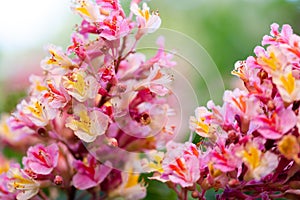 Pink chestnut tree, Aesculus Ãâ carnea, or red horse-chestnut bl photo