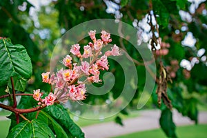 Pink chestnut tree, Aesculus Ã— carnea, or red horse-chestnut