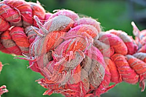 Pink chewed knot for dogs