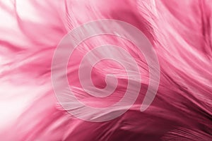 Pink chicken feathers in soft and blur style