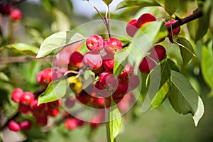 Pink Chinese apples on the green branch