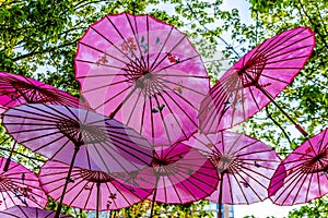 Pink Chinese Umbrellas or Parasols under a tree canopy in the Yale Town